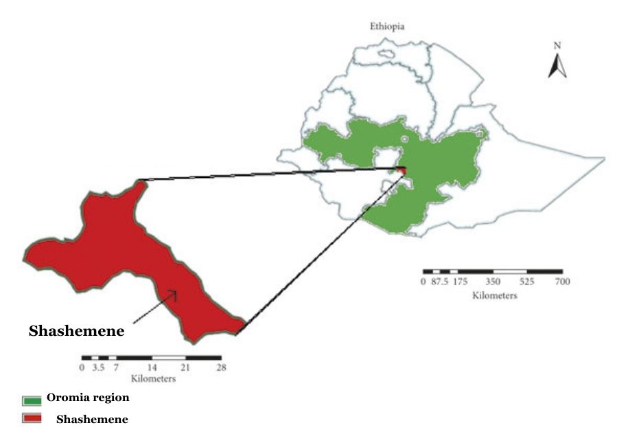 Map highlighting the location of Shashemene Woreda in Ethiopia, illustrating its geographical context within the Oromia Region